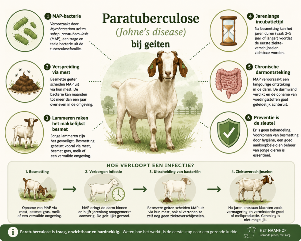 Paratuberculose (Johne's disease) bij geiten