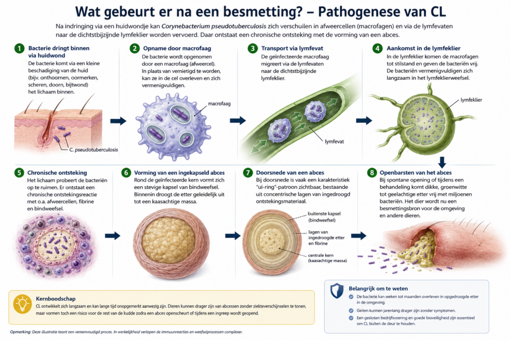 Pathogenese van CL (Caseous Lymphadenitis)