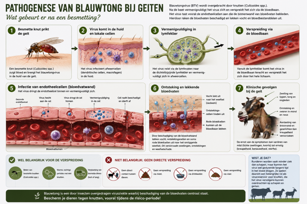 pathogenese bij blauwtong bij geiten