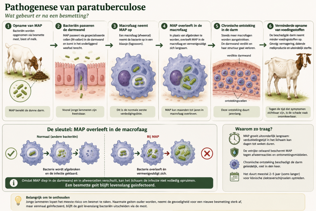 Pathogenese van paratuberculose bij geiten