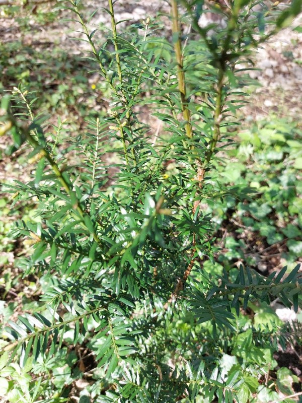 Taxus is een plant die je bij ons niet gaat vinden. Zij is dodelijk voor geiten