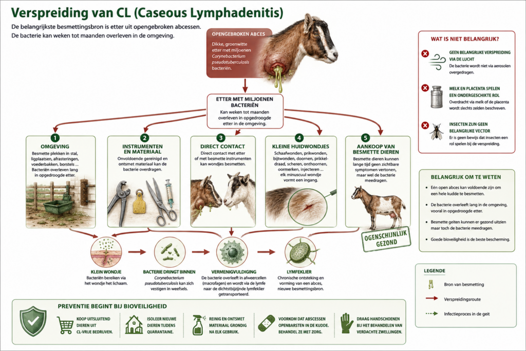 Verspreiding van CL (Caseous Lymphadenitis) bij geiten