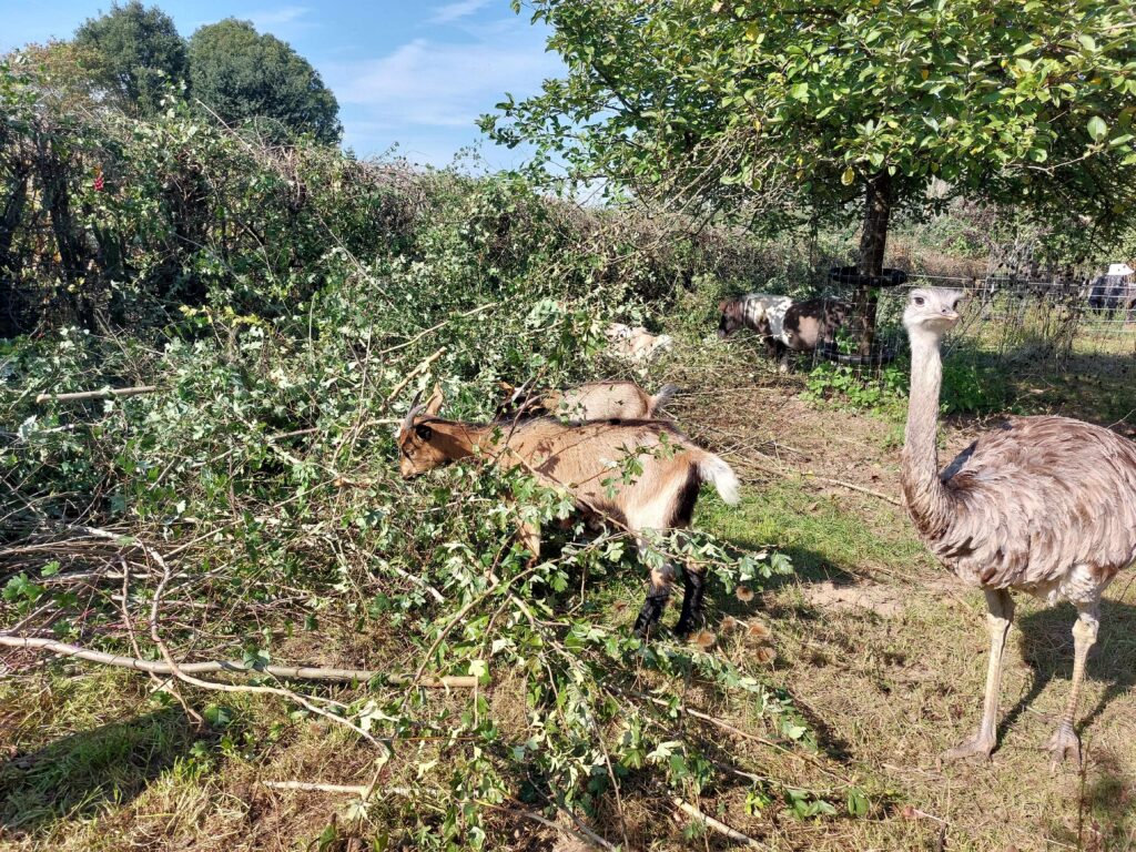 Haagbeheer met de werkploeg