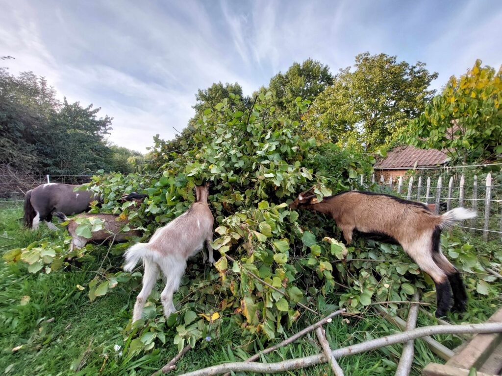 Wij duiken samen in een nieuwe stapel snoeihout.