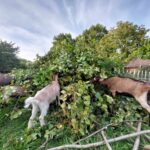 Wij duiken samen in een nieuwe stapel snoeihout.
