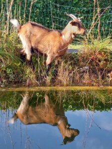 Aditi helpt met het maaien en opruimen van de plantenfilter van de zwemvijver.